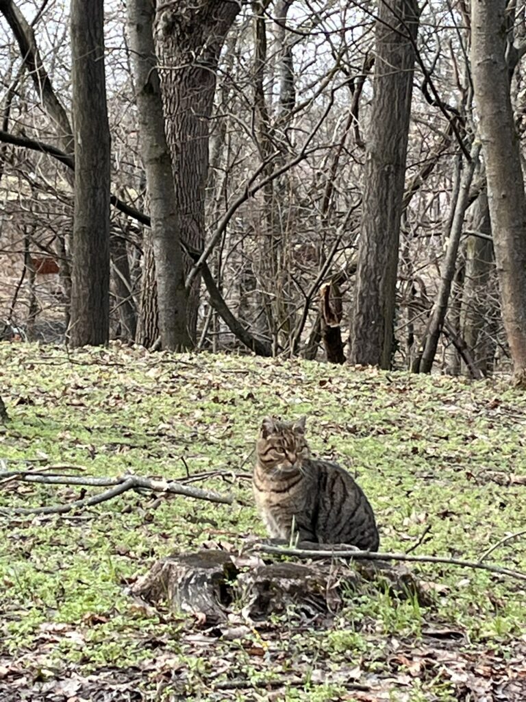cat in a forest