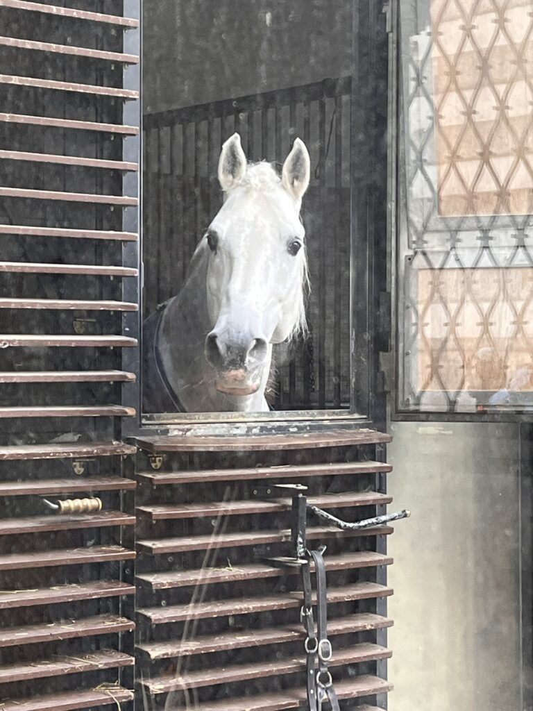 Horses in Vienna
