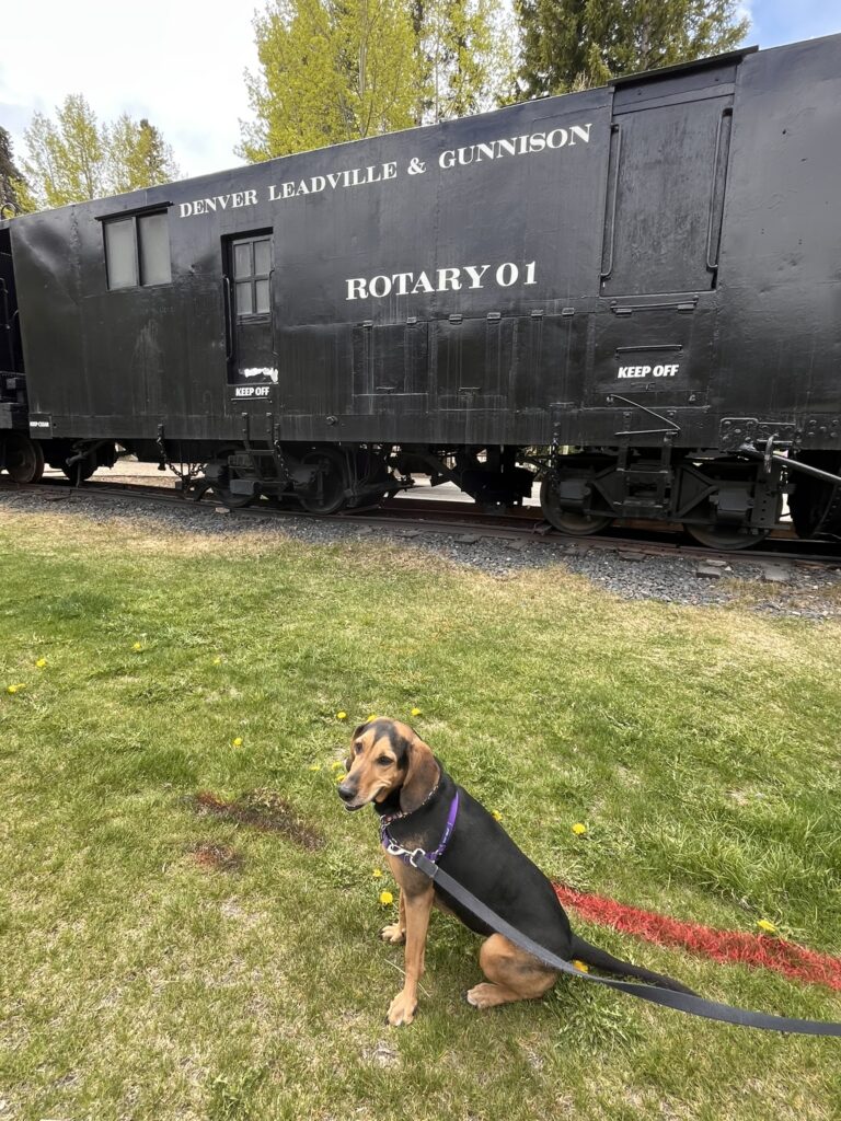 Railroad park and dog in front of car