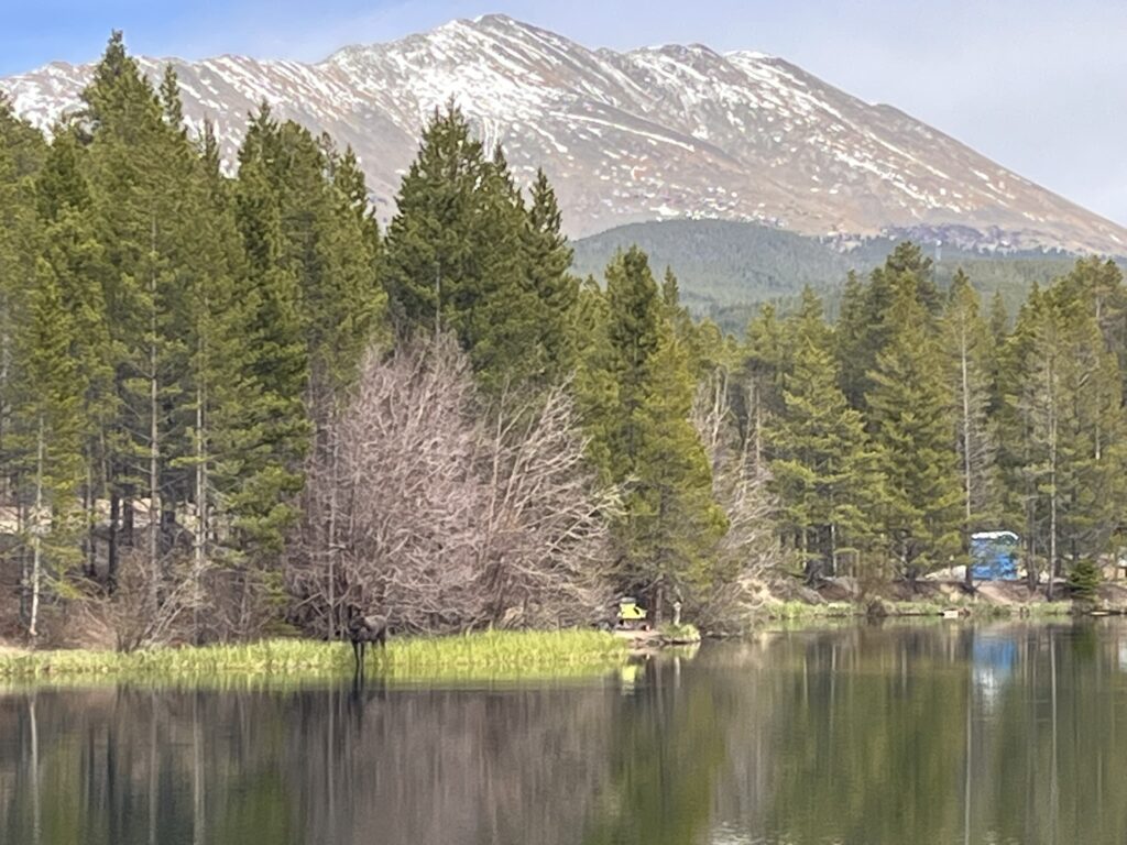 Mountains and moose at reservoir