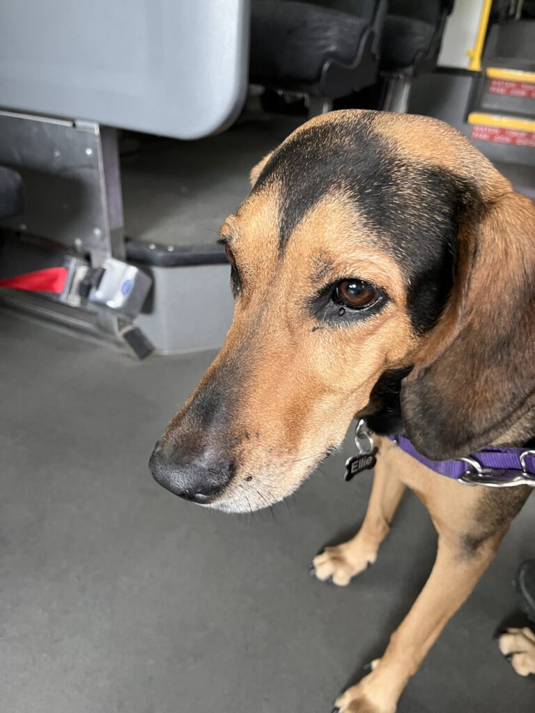 dog on a bus