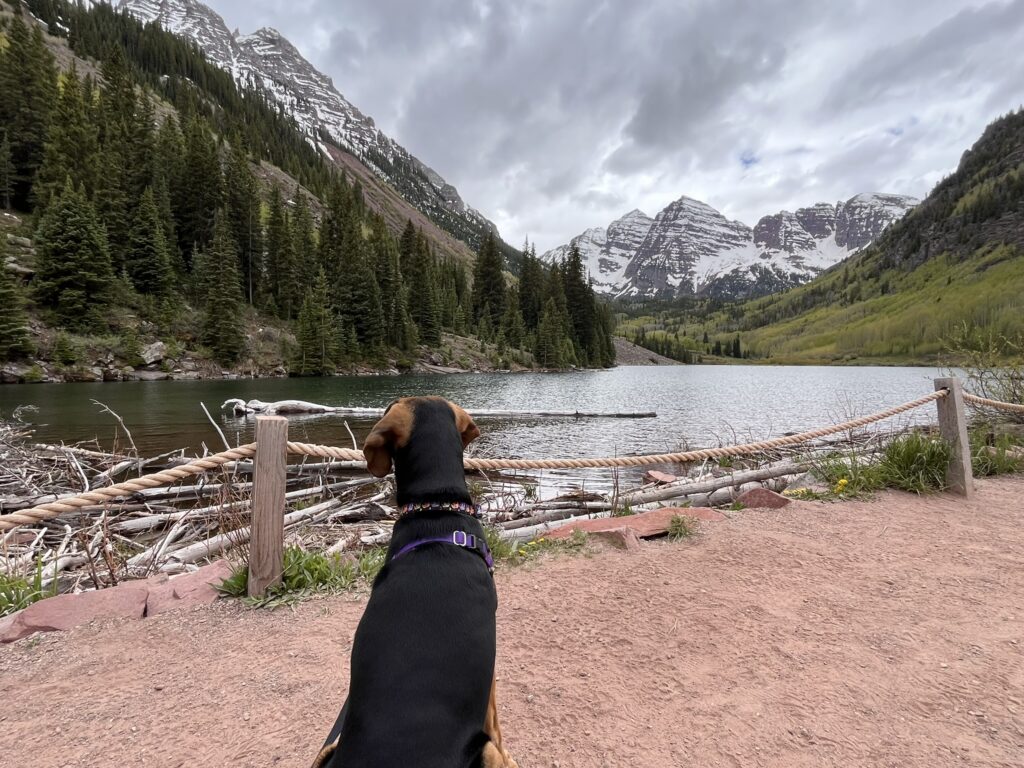 dog looking at Lake and snowcapped mountains