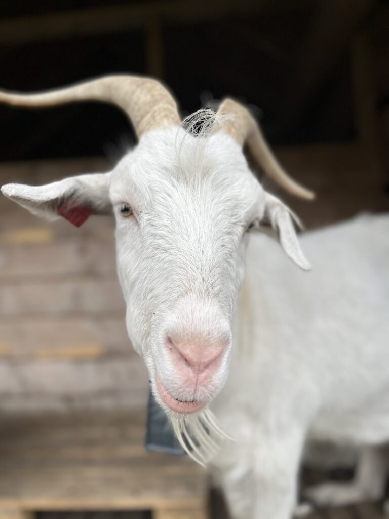 white goat
