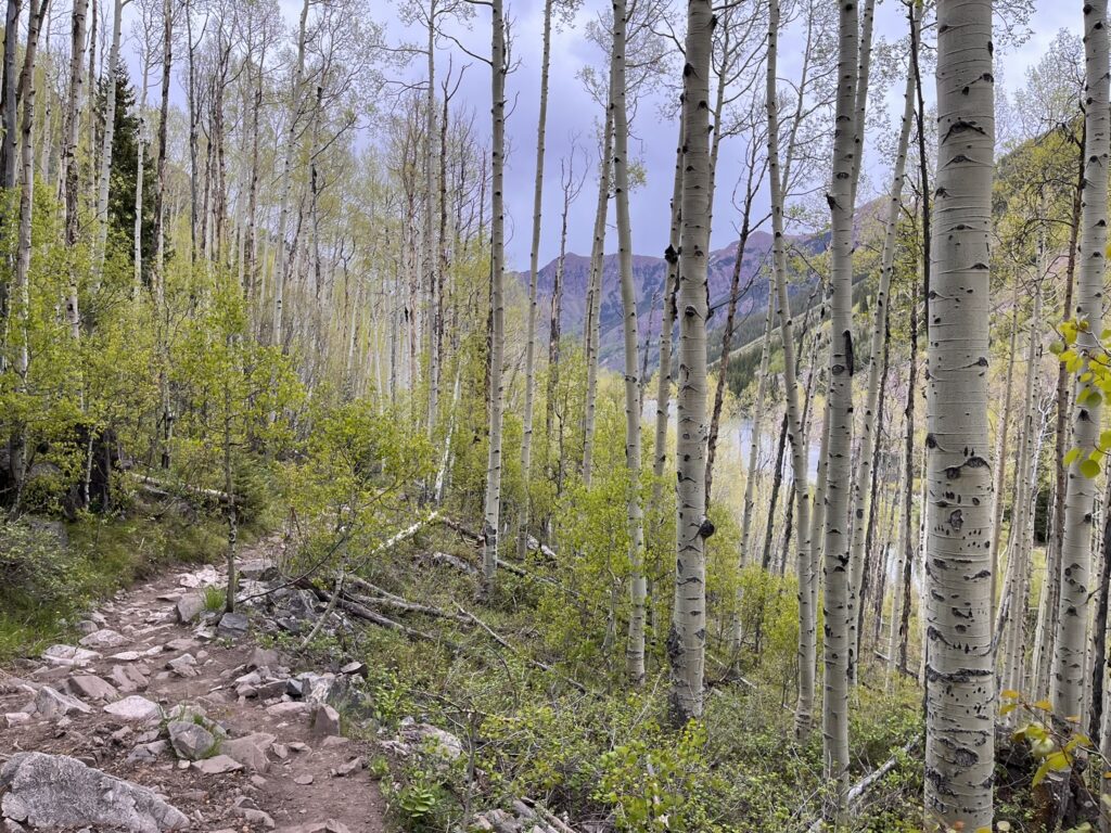 Aspen trees and mountains on a trail