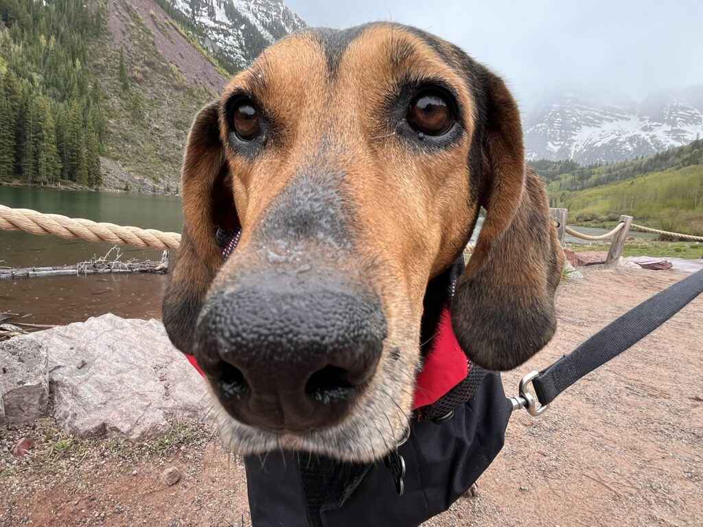 dog in rain jacket in mountains