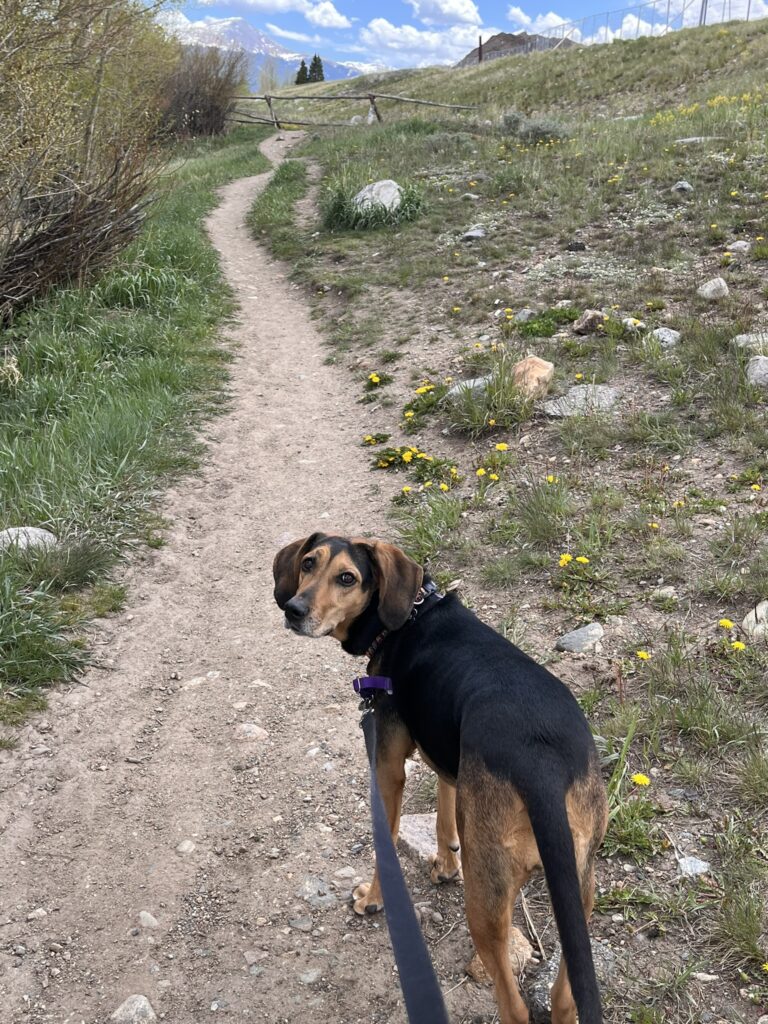 Blue rec path and dog on a walk