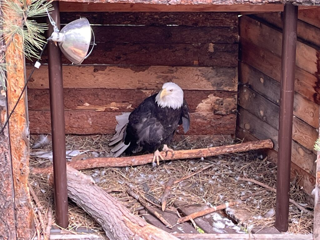 bald eagle