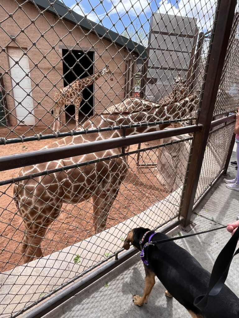 dog looking at giraffes