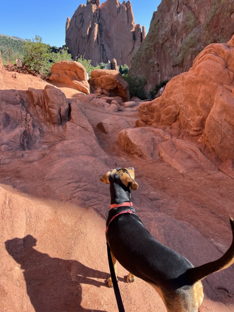 Dog gazing at red rocks
