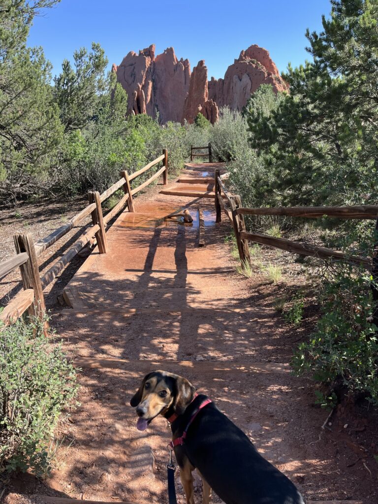dog at garden of the gods - big rock formations