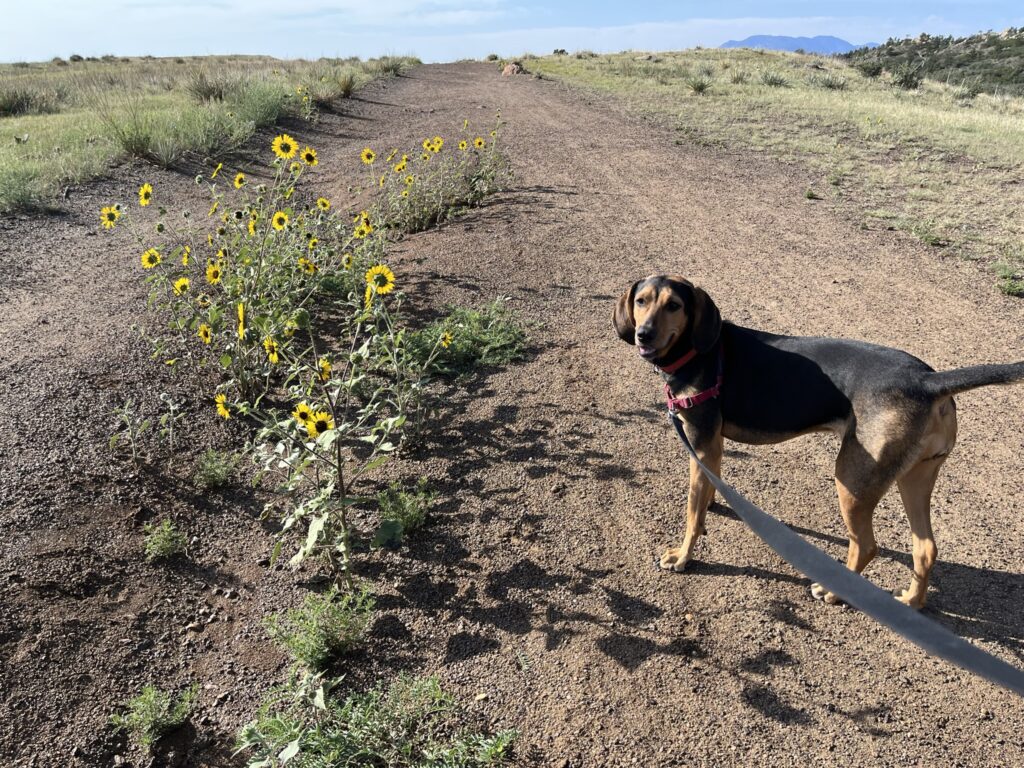 dog on a hike with yellow flowers