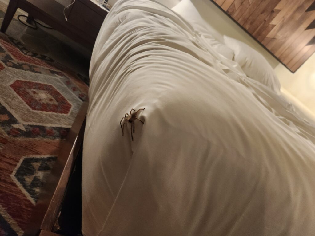 Massive Spider at the Boulders
