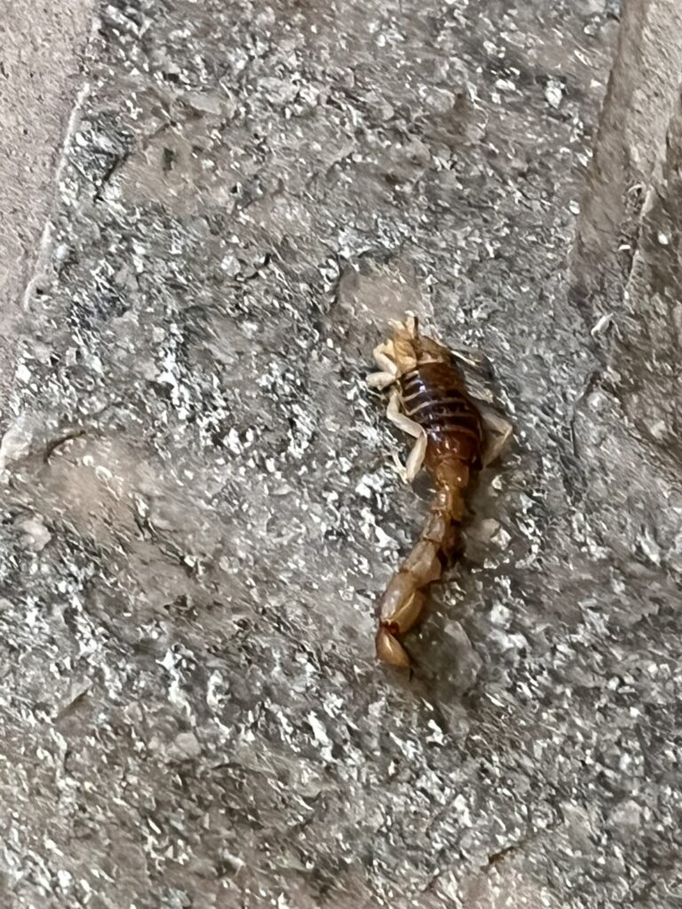 scorpion in room at boulders