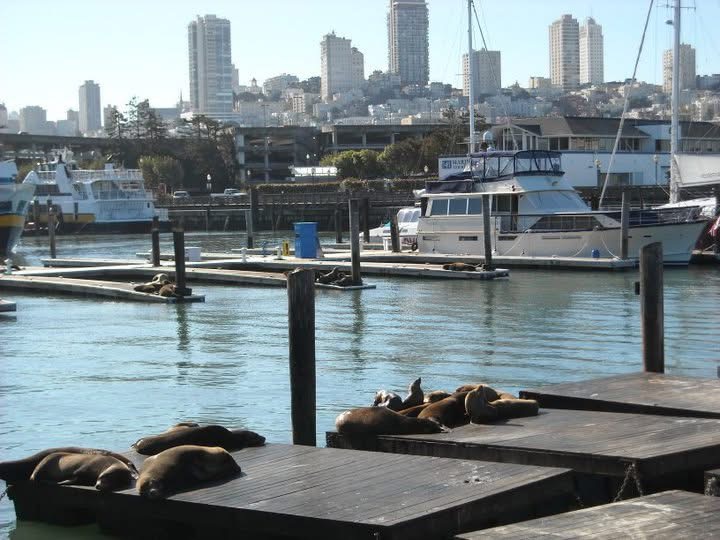 Seals at Fishermans Wharf