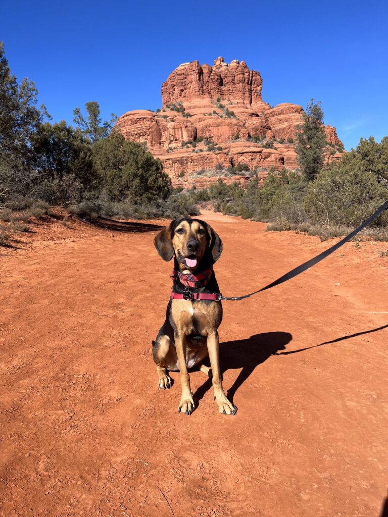 Bell Rock Sedona with dog in front