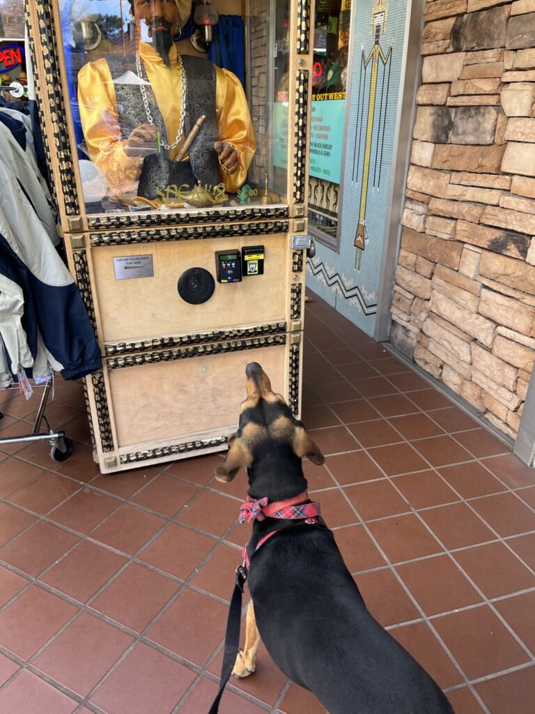 Dog looking at machine