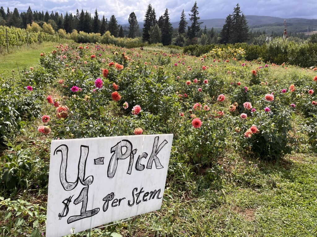 U pick flower field