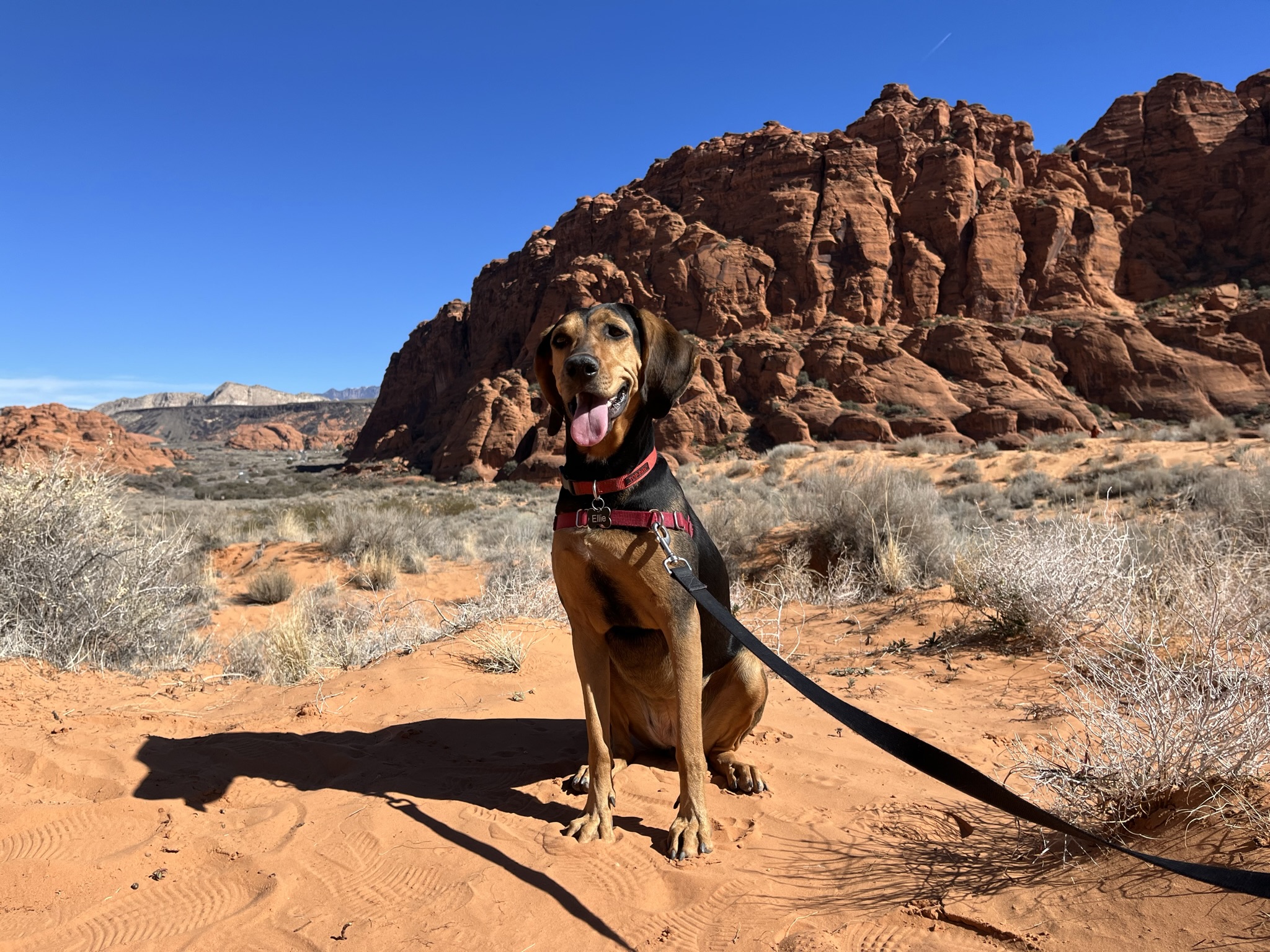 Dog in Utah