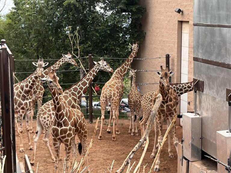 zoo giraffes