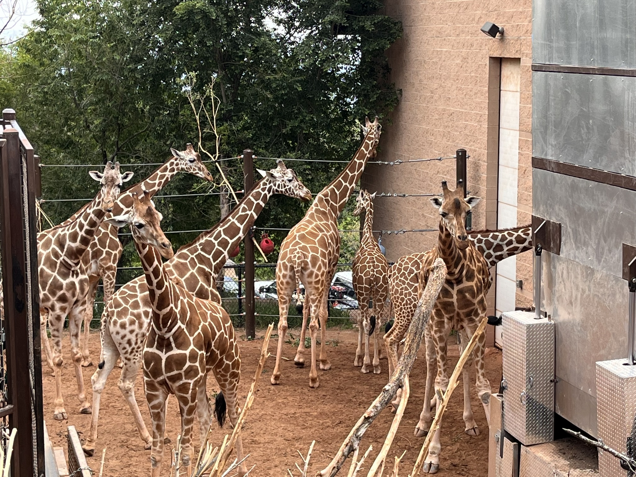 zoo giraffes