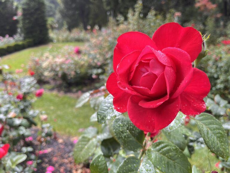 Rose at Rose garden in Portland